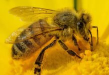 Propolis – pčelin dar ljudskom zdravlju