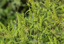 Ambrozija – zašto je „hrana bogova“ pretvorena u javnog neprijatelja?